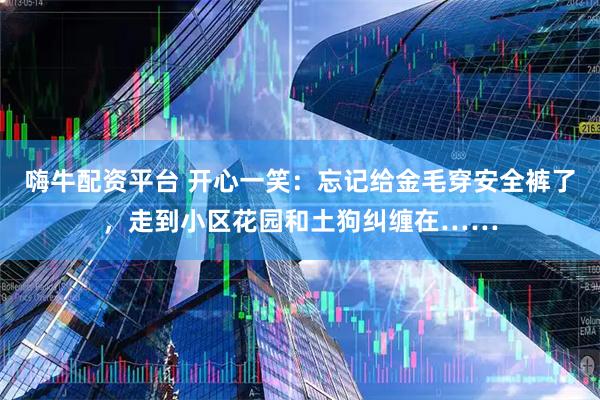 嗨牛配资平台 开心一笑：忘记给金毛穿安全裤了，走到小区花园和土狗纠缠在……